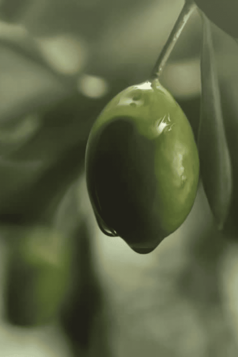 How to Choose the Highest Polyphenol Olive Oil: Top 11 Options